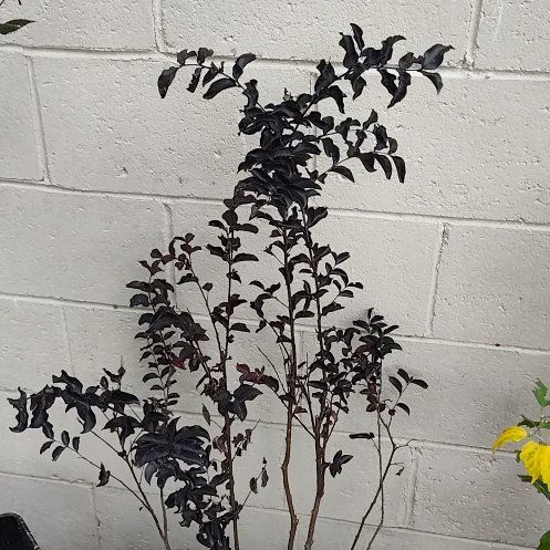 Photo of the plant species Red Diamond Crepe Myrtle by @YokeKeylimetree named Beyonce on Greg, the plant care app