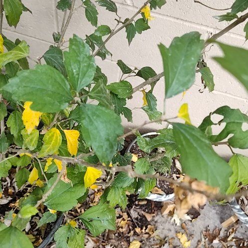 Photo of the plant species Peonies by @YokeKeylimetree named McKinley on Greg, the plant care app