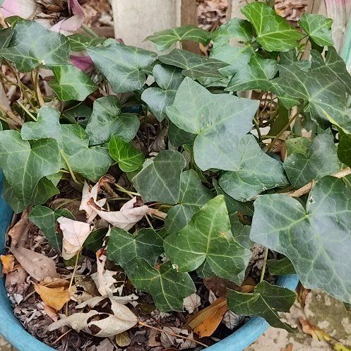 Photo of the plant species Jubilee Ivy by @YokeKeylimetree named Stray Cat on Greg, the plant care app