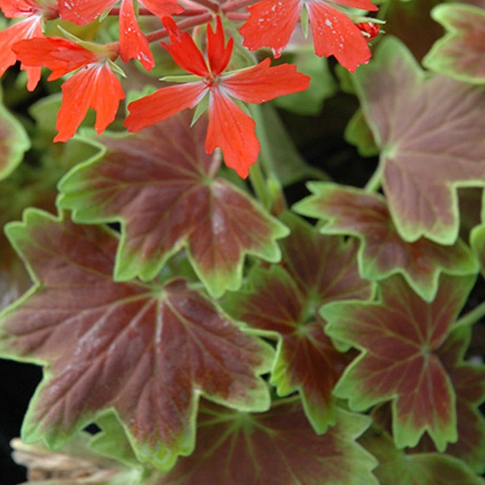 The Complete Pelargonium klinghardtense Plant Care Guide The Complete Pelargonium klinghardtense Plant Care Guide