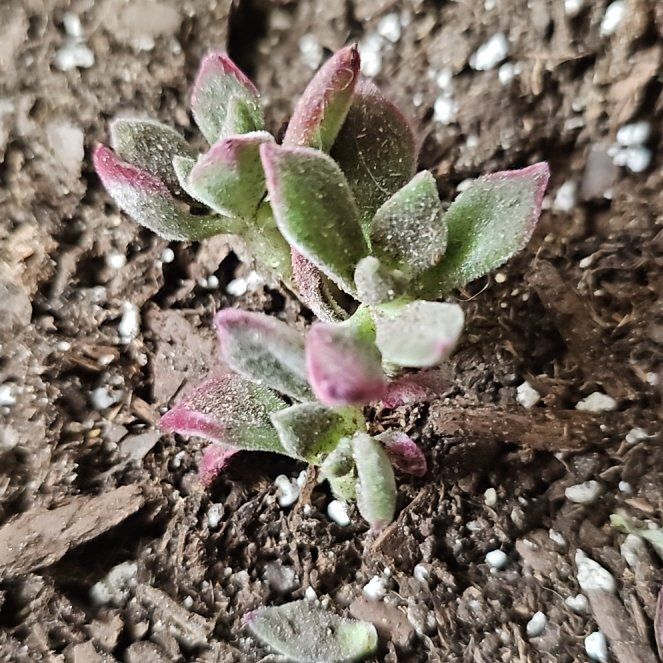Photo of the plant species Echeveria 'Devotion' by @FastHedgenettle named Scarlett on Greg, the plant care app