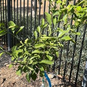 Photo of the plant species Owari Satsuma Mandarin Tree by @AdmirableKawaka named Gaga on Greg, the plant care app