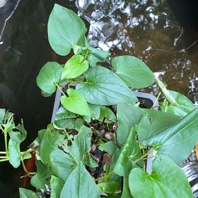 Photo of the plant species Heart Leaf by @LavishLionsmane named Orlando Bloom on Greg, the plant care app