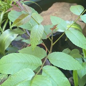 Photo of the plant species English Walnut by @LavishLionsmane named Nithin on Greg, the plant care app