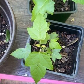 Photo of the plant species Acer Rubrum by @LavishLionsmane named Muhammad Ali on Greg, the plant care app