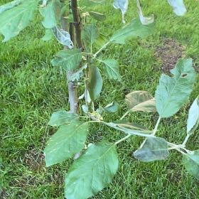 Photo of the plant species Apple by @LavishLionsmane named Naomi on Greg, the plant care app