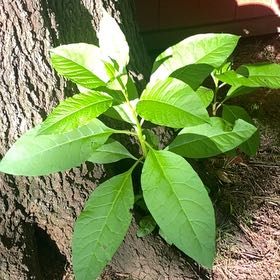 Photo of the plant species American Pokeweed by @LavishLionsmane named Eva on Greg, the plant care app