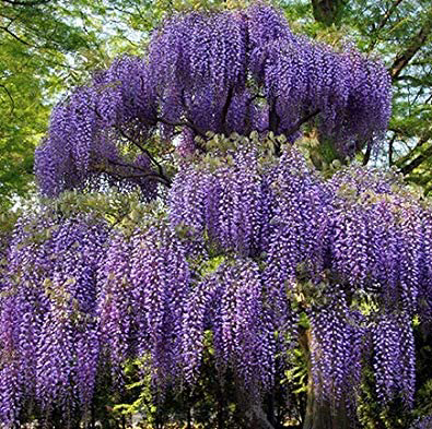 Plant care for Hibiscus on Greg, the plant care app