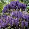 Plant care for Bald Cypress on Greg, the plant care app