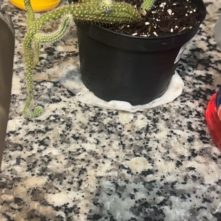 Photo of the plant species Rat Tail by @Queenofcacti named Drake on Greg, the plant care app