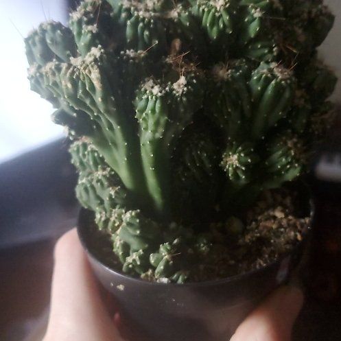 Photo of the plant species Crested Cactus by @FrontpageCosmo named ChloroPhil on Greg, the plant care app