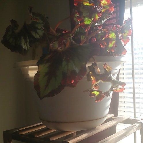 Photo of the plant species Begonia Chinaa by @FrontpageCosmo named Treeyoncé on Greg, the plant care app