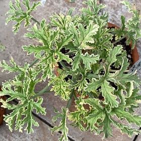 Photo of the plant species Geranium 'Grey Lady Plymouth' by @ToughPizzathyme named Maya on Greg, the plant care app