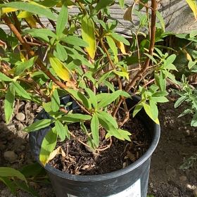 Photo of the plant species Purple Cistus by @ToughPizzathyme named Darwin on Greg, the plant care app