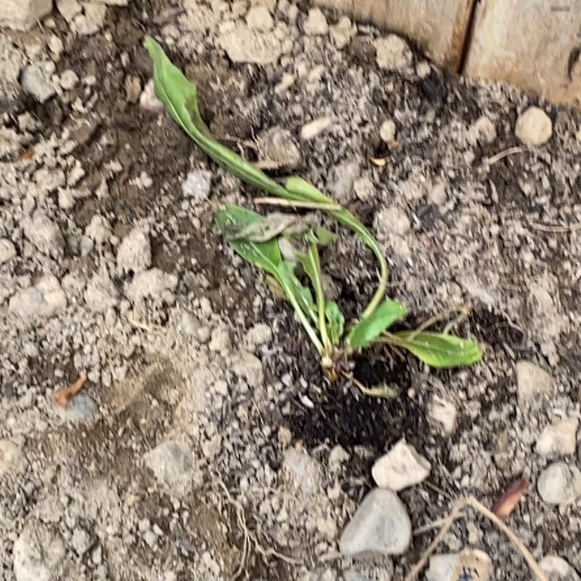 Photo of the plant species Evening Primrose by @ToughPizzathyme named Sproutacus on Greg, the plant care app