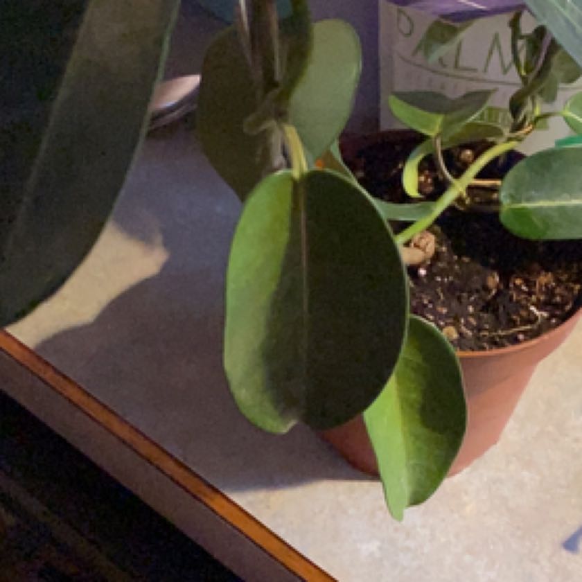 Photo of the plant species Jasmine by @YernLuckyred named Tree Diddy on Greg, the plant care app
