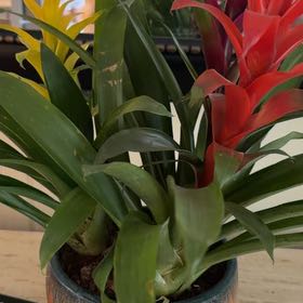 Photo of the plant species Bromeliad by @YernLuckyred named Zeus on Greg, the plant care app