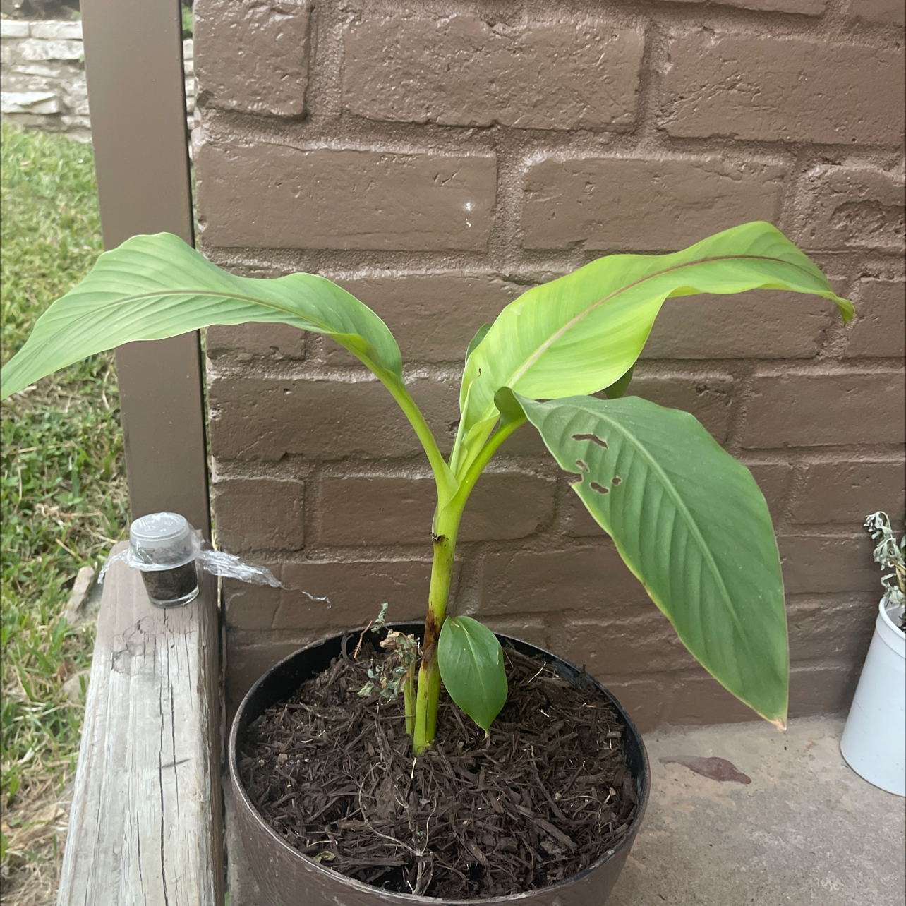 Photo of the plant species Nino by @Sammywammy named Sage on Greg, the plant care app