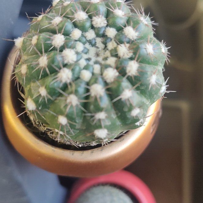 Photo of the plant species Green Tomato Cactus by @PeakWhitebryony named Marley on Greg, the plant care app