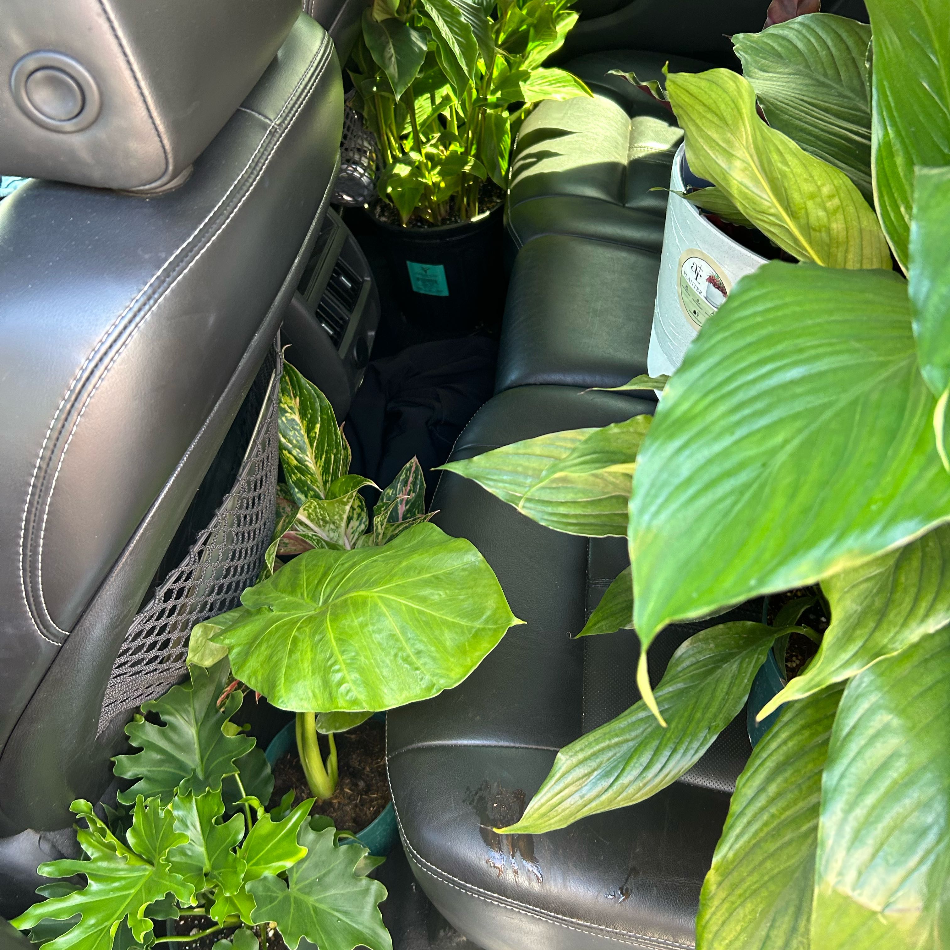 Photo of the plant species Colocasia 'Lickity Split' by @HeadBabyjumpup named Kesha on Greg, the plant care app