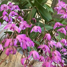 Photo of the plant species Pink Rock Orchid by @FullBaldcypress named Keanu Leaves on Greg, the plant care app