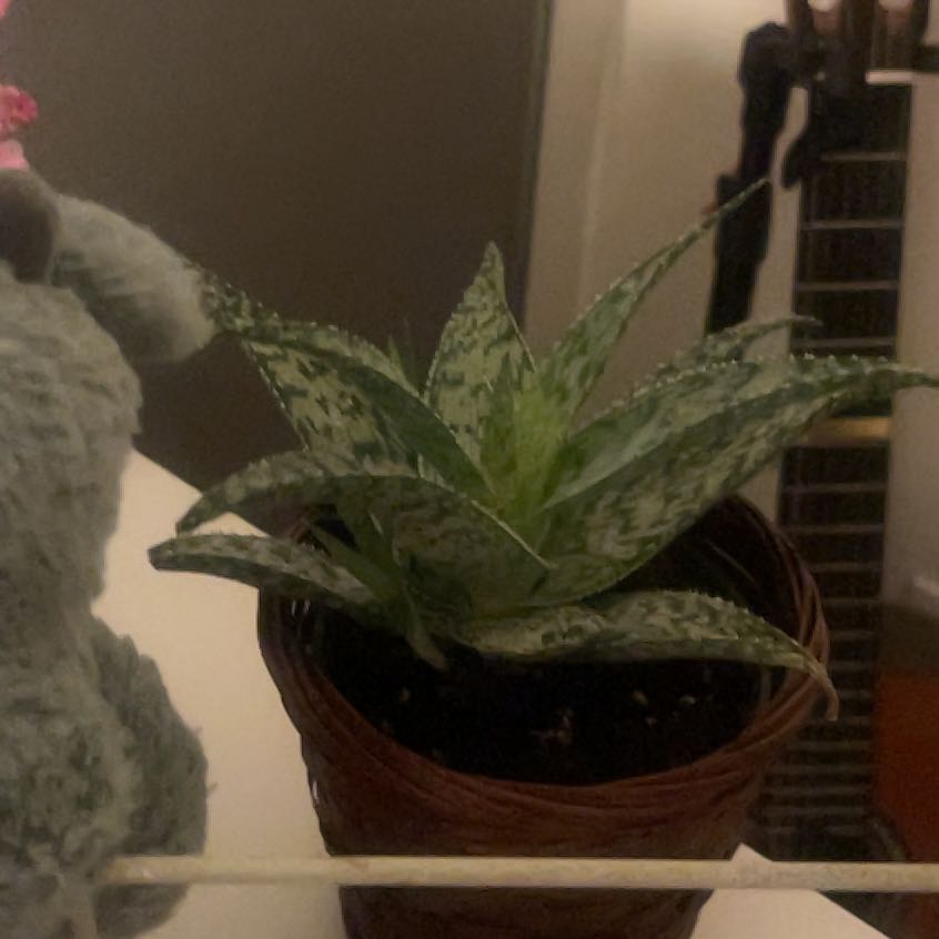 Photo of the plant species Mosaic Aloe by @MerryTangierpea named Lebron on Greg, the plant care app