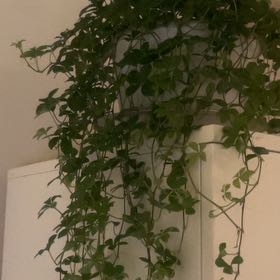 Photo of the plant species Sugar Vine by @MerryTangierpea named Eva on Greg, the plant care app