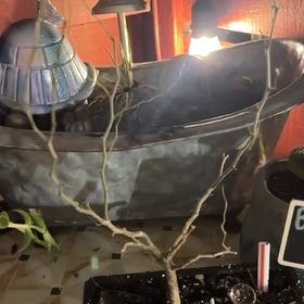 Photo of the plant species Brazillian Rain Tree by @VocalExotichoya named Doja Cat on Greg, the plant care app