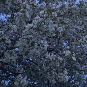 Photo of the plant species Bradford Pear by @GenteelDracopis named Bodhi on Greg, the plant care app