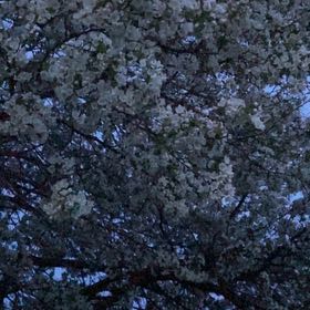 Photo of the plant species Japanese Flowering Cherry by @GenteelDracopis named Elle on Greg, the plant care app
