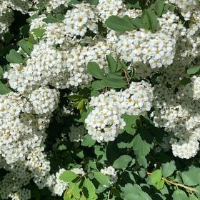 Photo of the plant species Firethorn by @GenteelDracopis named Planty on Greg, the plant care app