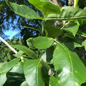 Photo of the plant species Green Ash by @GenteelDracopis named Kesha on Greg, the plant care app