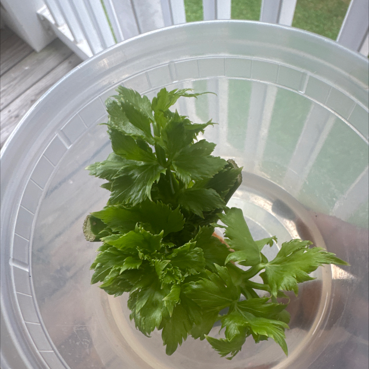 Photo of the plant species Leaf Celery by @NotaryGurl named Marley on Greg, the plant care app