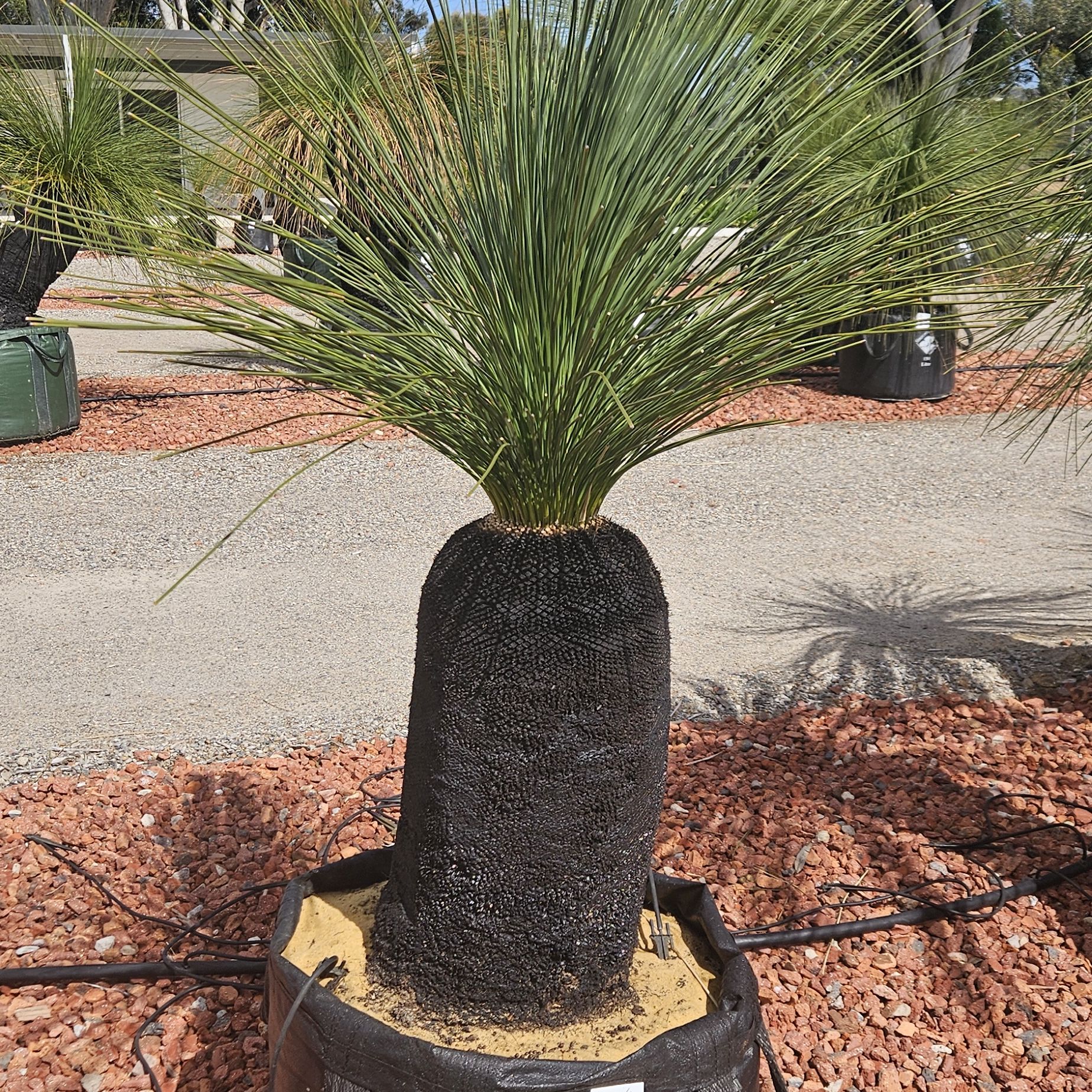 Photo of the plant species Slender Grass Tree by @LucentViolet36 named Garry on Greg, the plant care app
