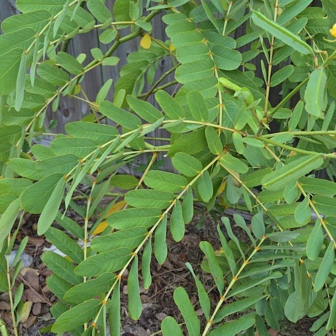 Photo of the plant species Candle Bush by @BustlingCowvine named Dax on Greg, the plant care app