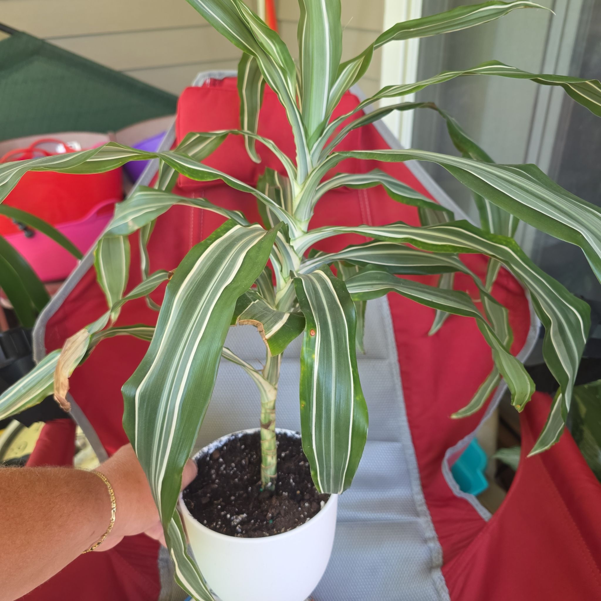 Photo of the plant species Warneckii Compacta by @ShowyBluebugle named Warner on Greg, the plant care app