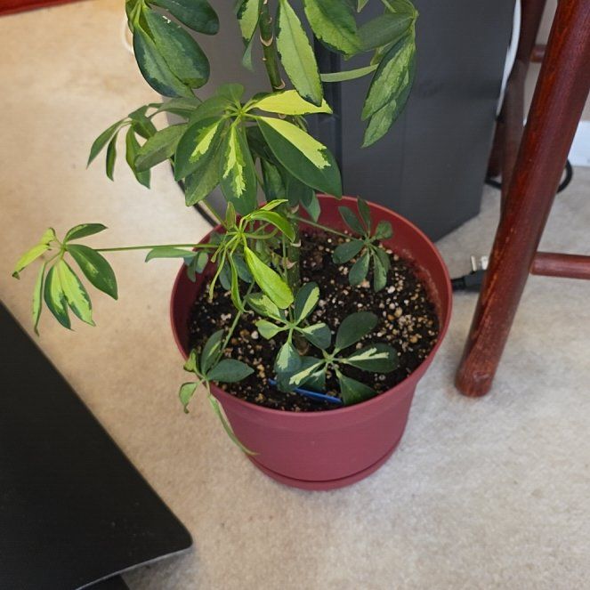 Photo of the plant species Variegated Umbrella Plant by @ShowyBluebugle named Uma on Greg, the plant care app