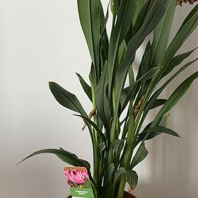 Photo of the plant species Siam Splash Tulip by @TopOlneya50 named Baesil on Greg, the plant care app