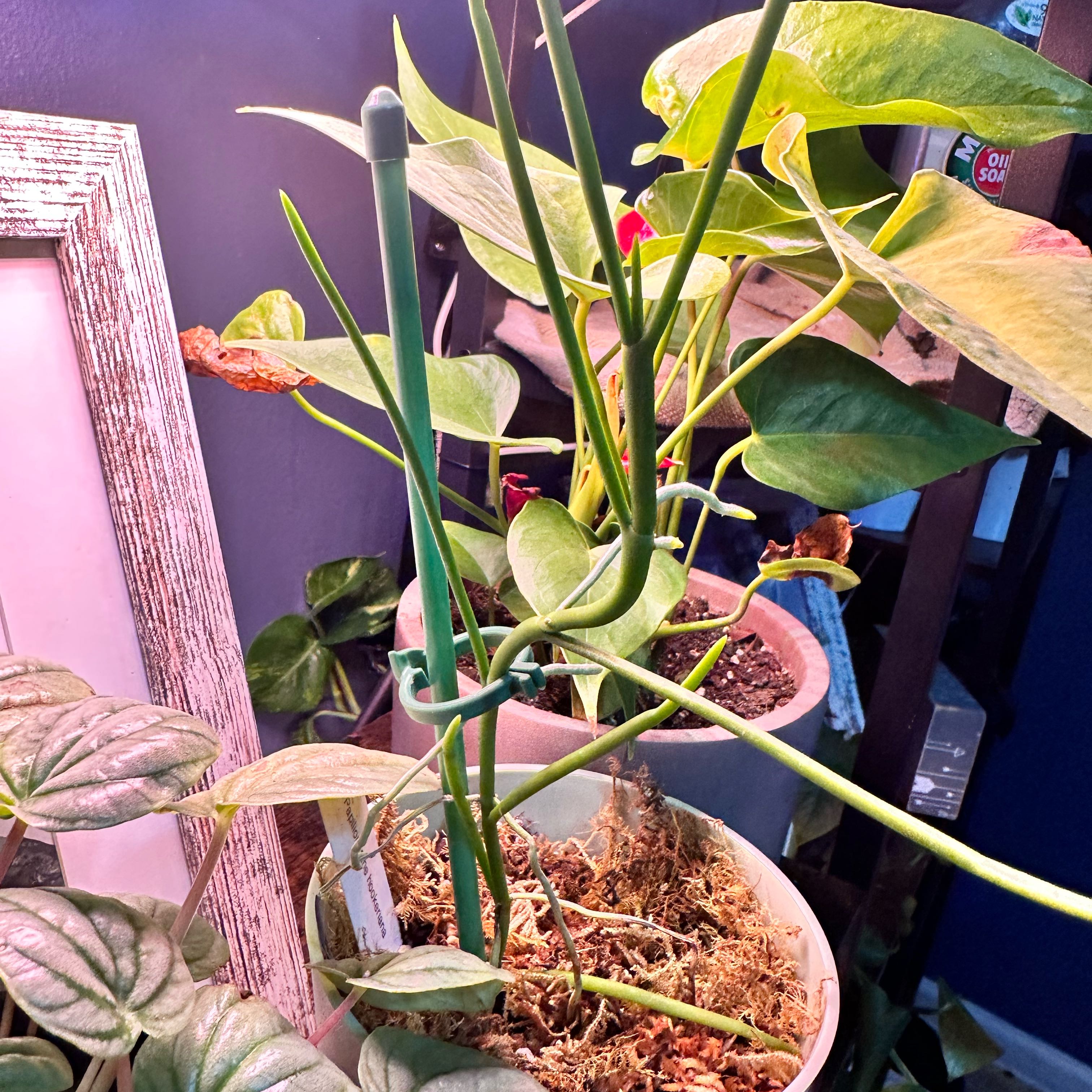 Photo of the plant species Parrot Lily by @VaultingFilbert named Ronaldo on Greg, the plant care app