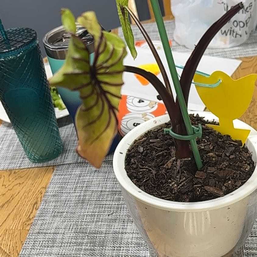 Photo of the plant species Colocasia by @VaultingFilbert named Kendall on Greg, the plant care app
