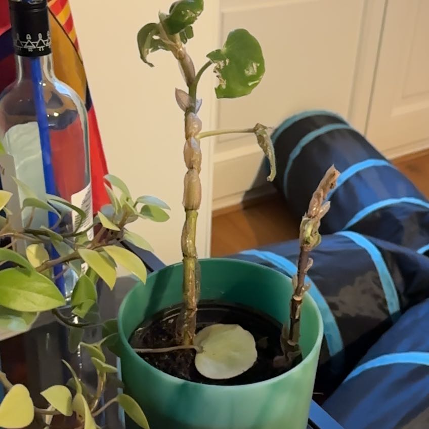 Photo of the plant species Begonia venosa by @LeadScarletrata named Keanu Leaves on Greg, the plant care app