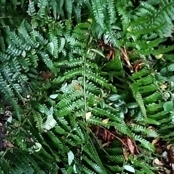 Photo of the plant species Marginal Woodfern by @SlinkyBlackash named Duke on Greg, the plant care app