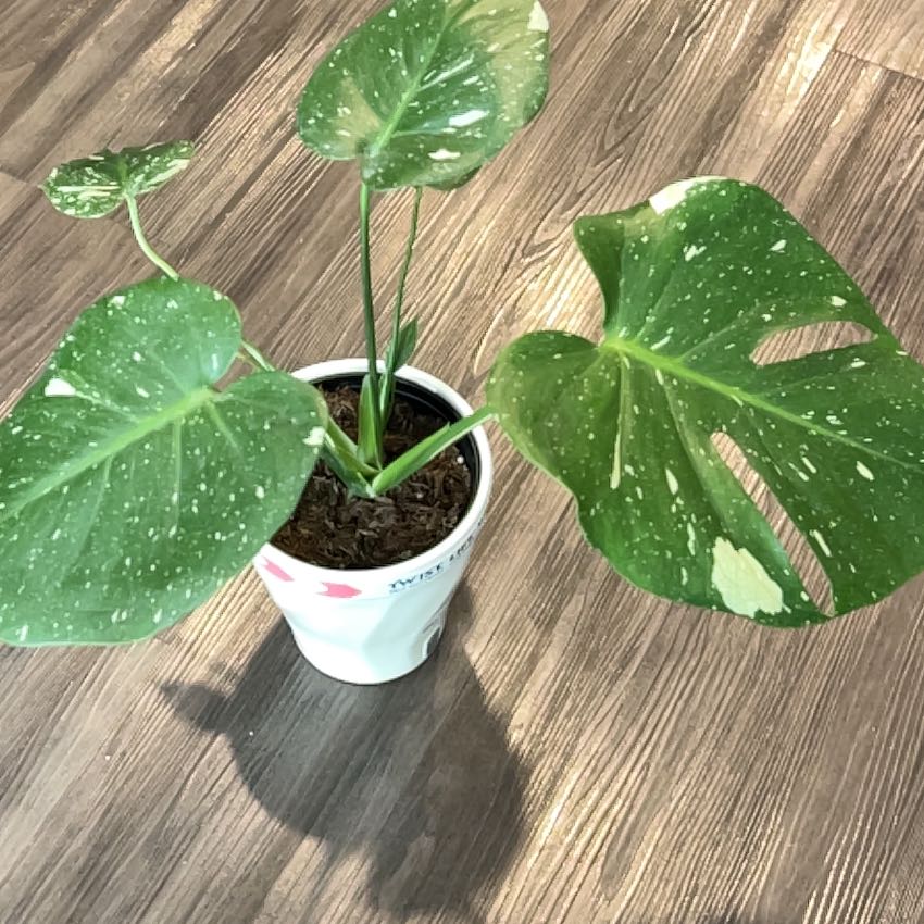 Photo of the plant species Monsterra Thai Constellation by @BreezyBluehaze named Ty on Greg, the plant care app