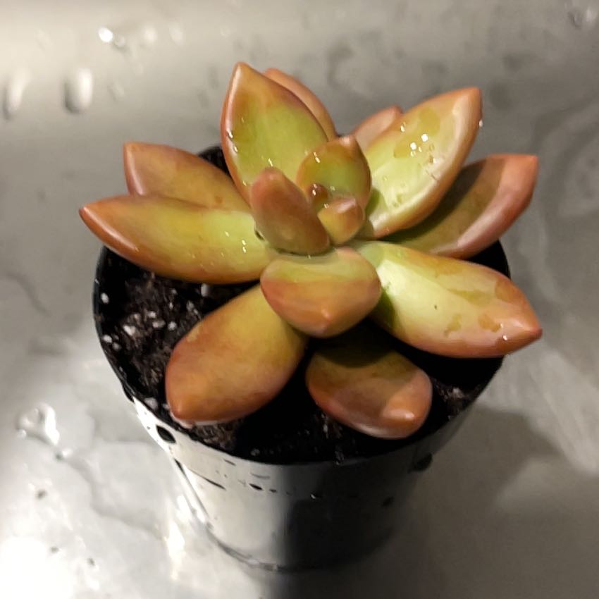 Photo of the plant species Sedum adolphi 'Sunstorm' by @BreezyBluehaze named Sherlock on Greg, the plant care app