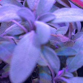 Photo of the plant species San Luis Purple Sage by @ManyPhalsa54 named Foxxy on Greg, the plant care app