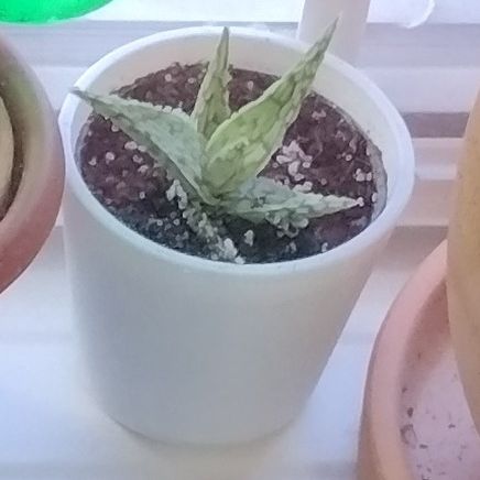 Photo of the plant species Carmine Aloe by @FabMixedfoliage named Harmony on Greg, the plant care app