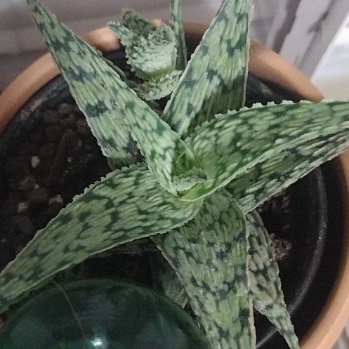 Photo of the plant species Carmine Aloe by @FabMixedfoliage named Orwell on Greg, the plant care app