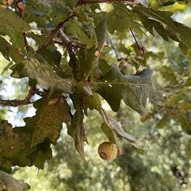 Photo of the plant species Downy Oak by @ZarfFittonia named Achilles on Greg, the plant care app
