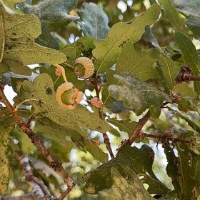 Photo of the plant species Downy Oak by @ZarfFittonia named Navajo on Greg, the plant care app
