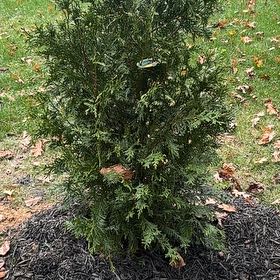 Photo of the plant species Green Giant Arborvitae by @SelectOregonash named Athena on Greg, the plant care app